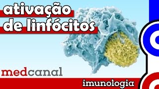 Ativação de Linfócitos  IMUNOLOGIA Vídeo 8 [upl. by Kubetz524]