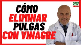 🔴 Como ELIMINAR pulgas Rápidamente en perros con VINAGRE 🔴 Eliminar pulgas de mi casa Naturalmente [upl. by Mac150]