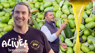 Brad Makes Olive Oil In Italy  Its Alive  Bon Appétit [upl. by Krein]