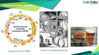 Recombinant Protein and Its Expression Systems [upl. by Liagiba]