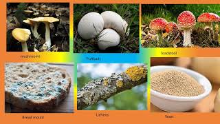 Grade 5 Science and Technology  Fungi [upl. by Amol]