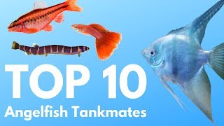 Angelfish Tankmates 10 Fish You Can Keep with Angelfish [upl. by Lerred57]