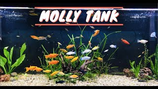 125 Gallon Molly Aquarium  Sailfin Mollies amp Swordtails UPDATE [upl. by Ainahtan]