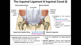 The Sacroiliac Joint Part 1  Major Ligaments amp Structures [upl. by Jamaal]