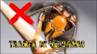 Velutinas Vespa Velutina  Trampa para avispa asiática 🐝🐝🐝 [upl. by Valenza192]