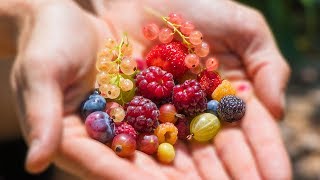 Harvesting 12 DIFFERENT kinds of BERRIES at ONCE from the GARDEN [upl. by Jadda85]