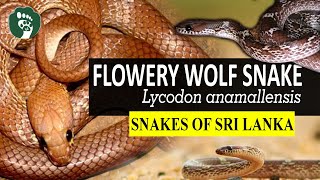 FLOWERY WOLF SNAKE  Mal radanakaya  මල් රදනකයා  Snakes of Sri Lanka [upl. by Callery955]