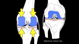 Knee Joint  3  Tibial Collateral amp Fibular Collateral Ligament [upl. by Haymo762]