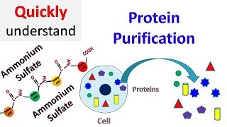 Protein Purification [upl. by Erek980]