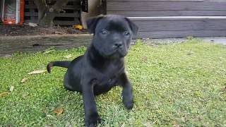 8 week old Staffy Puppy [upl. by Eisiam]