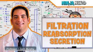 Renal  Filtration Reabsorption and Secretion Overview [upl. by Laemsi57]