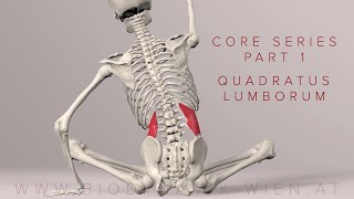 Core Series Part 1 Quadratus Lumborum 3D Animation [upl. by Anert848]