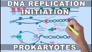 DNA Replication in Prokaryotes  Initiation [upl. by Enaffit]