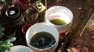 How to grow Green Water Algae [upl. by Xenos]