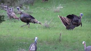 Turkey hunt with 22 long rifle San Saba Texas 2018 [upl. by Feilak]