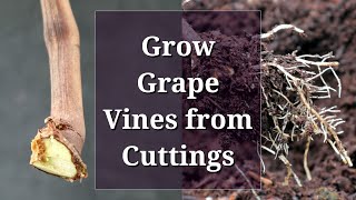 Grow Grape Vines from Cuttings Hardwood Propagation [upl. by Enyamart]