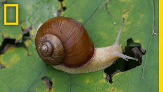 Snail Hits Predator with Its Shell  National Geographic [upl. by Nicks499]