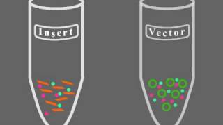 Key Steps of Molecular Cloning [upl. by Zerlina]