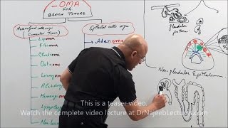 Olfactory Neuroanatomy Video Lab  Brain Dissections [upl. by Reeves]