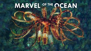 Feather Stars are the most Mesmerizing Creatures in the Ocean [upl. by Genna350]