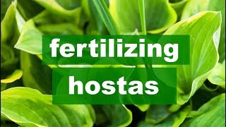 Fertilizing Hostas [upl. by Paddy]