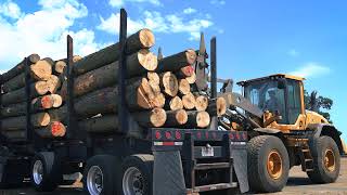 The US Sawmill How Hardwood Lumber is Made [upl. by Arannahs]