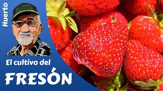 FRESAS COMO PRODUCIR FRESA Y FRESÓN Cultivo completo [upl. by Blodget]