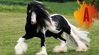 10 Most Beautiful Horse Breeds In The World [upl. by Nereil]