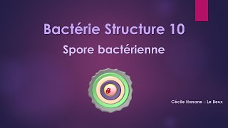 Bactérie Structure 10 SPORE BACTERIENNE [upl. by Annoik]