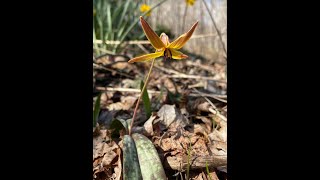 Trout Lily Erythronium americanum [upl. by Alimhaj]