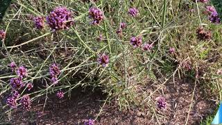 Tall verbena Verbena bonariensis  Plant Identification [upl. by Yemrej]