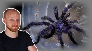 Avicularia purpurea Pairing Purple Pink Toe Tarantula [upl. by Nart205]