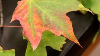 Verticillium Wilt on Trees [upl. by Amatruda931]