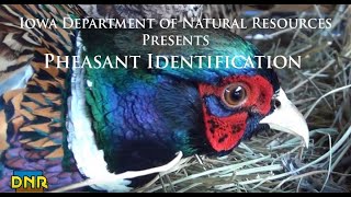 Pheasant Identification Iowa DNR [upl. by Maritsa]