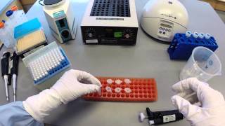 DNA Extraction Protocol  Part 1 [upl. by Flory502]