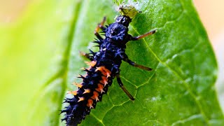 Ladybug Larvae Eating Live Aphid [upl. by Audwin]