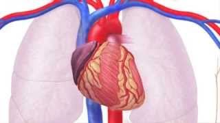 Sistema Cardiovascular [upl. by Bilat]