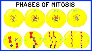 Phases of Mitosis and Cell Division [upl. by Dibru]