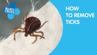 How To Remove Ticks From Your Cat  Blue Cross [upl. by Laks]