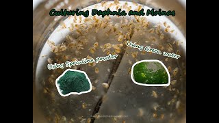 How To Culture Daphnia and Moinas using Green Water Spirulina powder [upl. by Moneta]