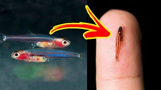 The SMALLEST FISHES In The World 🐟🔍 [upl. by Akceber]