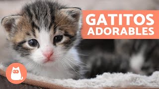 Vídeos de GATITOS BEBÉS 😻 ¡Gatos Tiernos y Graciosos [upl. by Pritchard409]