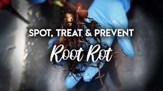 Root Rot 101  How to Spot Treat and PREVENT Root Rot [upl. by Eustace]