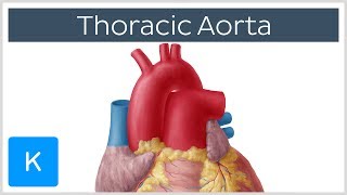 Thoracic Descending Aorta Anatomy amp Branches  Kenhub [upl. by Perreault340]