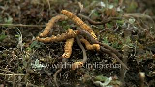 Magical caterpillar fungus from the Himalaya  Cordyceps sinensis [upl. by Ahsinroc]