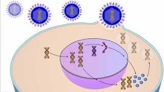 The Viral Life Cycle [upl. by Hadsall]