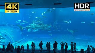 Okinawa Churaumi Aquarium  4K HDR [upl. by Justicz264]