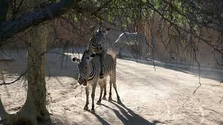 Grevys Zebras Mating LA Zoo Los Angeles California USA December 1 2021 [upl. by Nonnahsal]