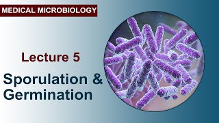 Lecture 5  Sporulation and Germination [upl. by Diao]