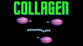 USMLE Step 1  Lesson 22  Collagen Types Structure and Synthesis [upl. by Yann]